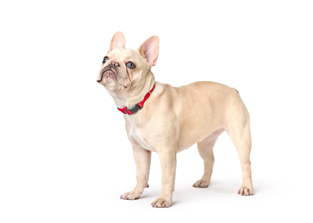 designer dog leashes and collars, designer dog collar and leash, pet accessories designer, fancy harness for dogs, luxury dog harness, fancy dog stuff, pet accessories designer, stylish dog leash