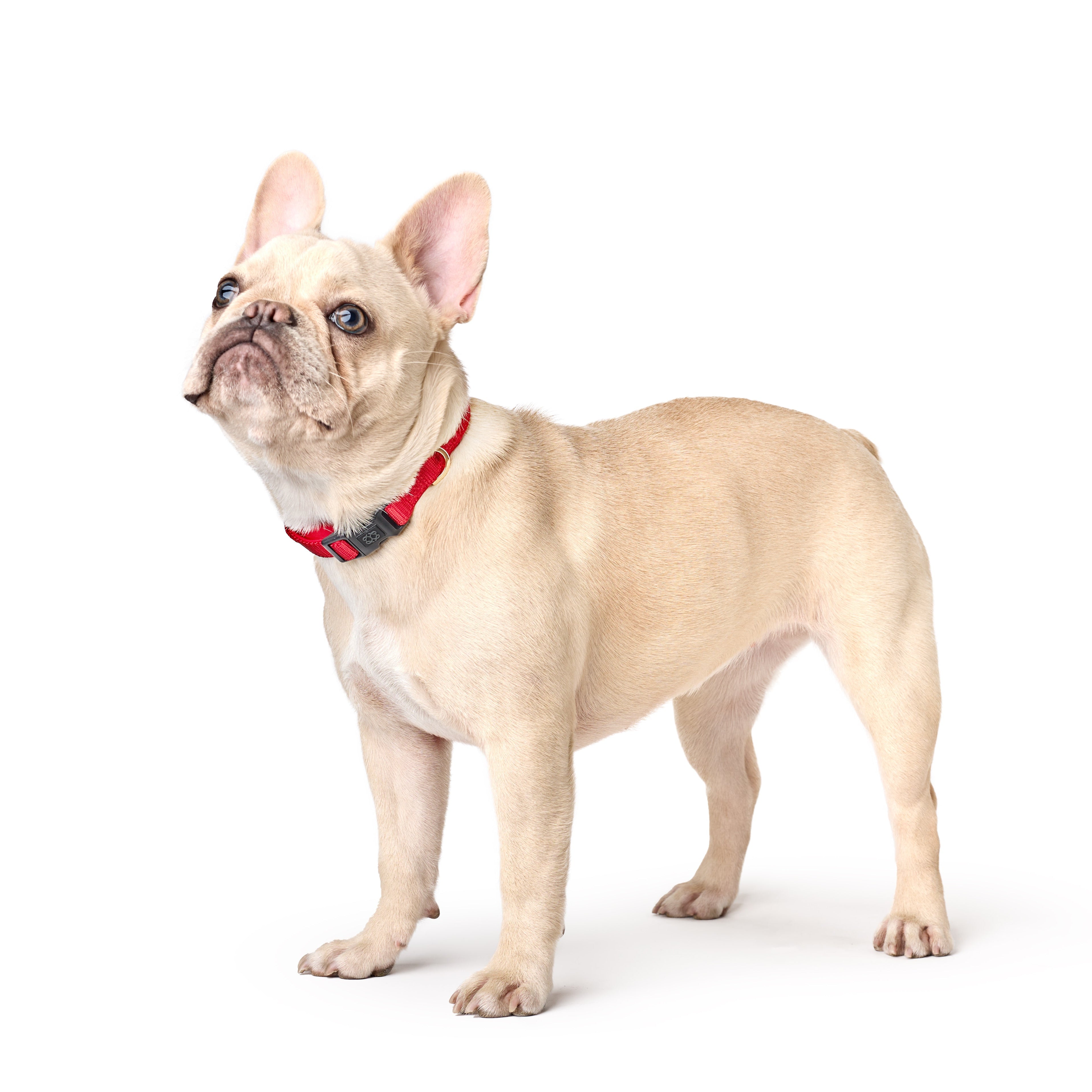 designer dog leashes and collars, designer dog collar and leash, pet accessories designer, fancy harness for dogs, luxury dog harness, fancy dog stuff, pet accessories designer, stylish dog leash