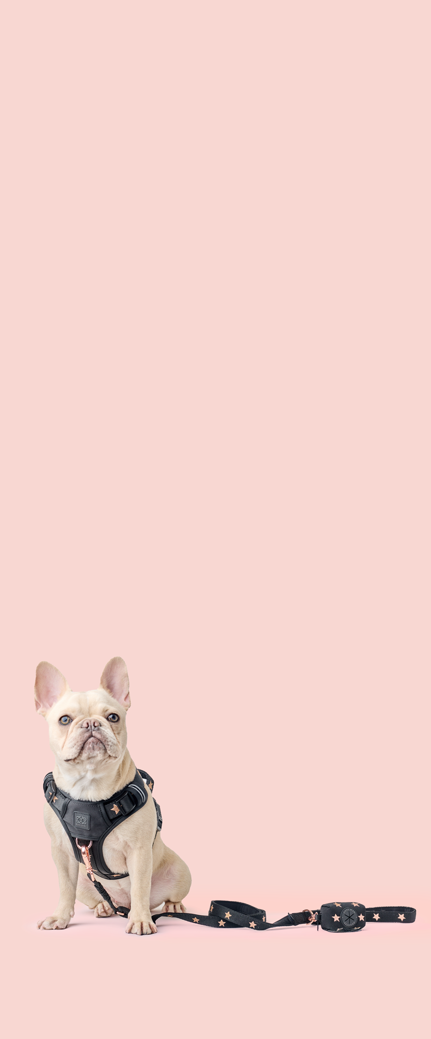 files/Molly0653.png