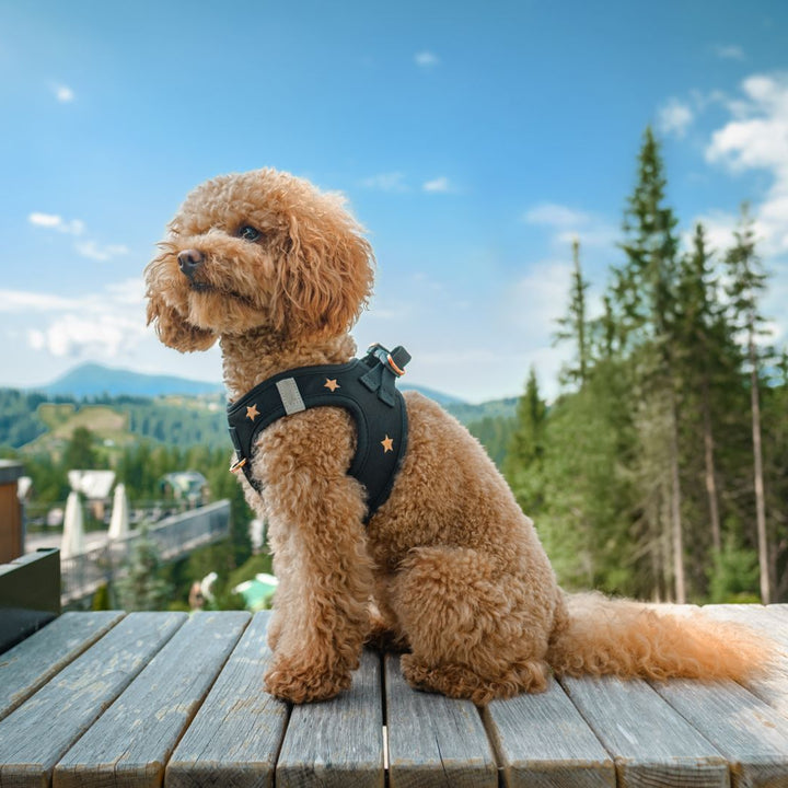 designer dog leashes and collars, designer dog collar and leash, pet accessories designer, fancy harness for dogs, luxury dog harness, fancy dog stuff, pet accessories designer, stylish dog leash