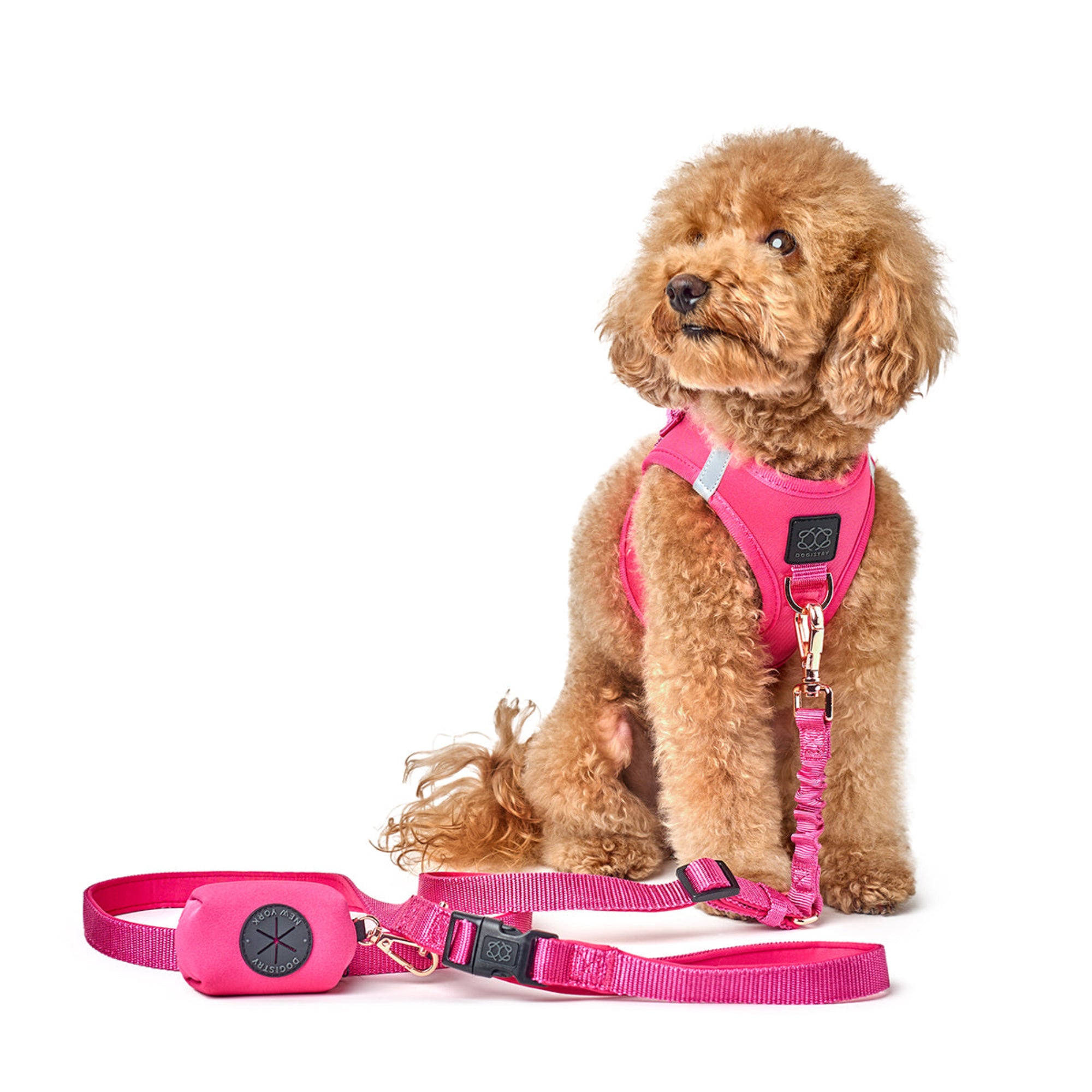 designer dog leashes and collars, designer dog collar and leash, pet accessories designer, fancy harness for dogs, luxury dog harness, fancy dog stuff, pet accessories designer, stylish dog leash