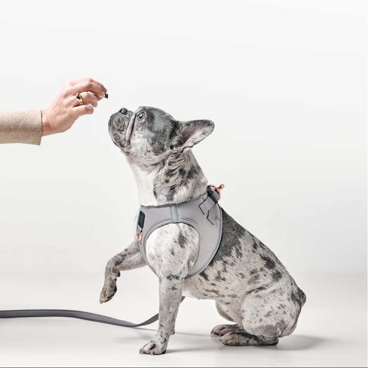 designer dog leashes and collars, designer dog collar and leash, pet accessories designer, fancy harness for dogs, luxury dog harness, fancy dog stuff, pet accessories designer, stylish dog leash