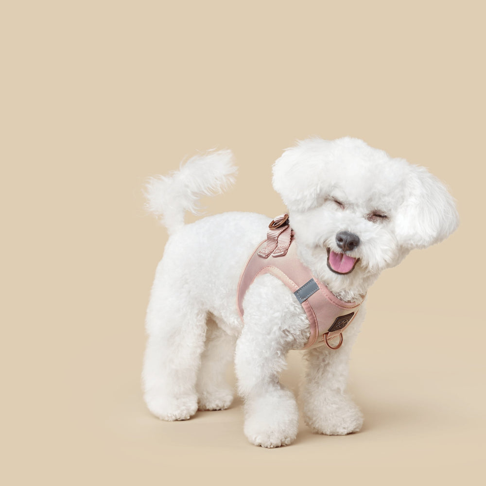 Dogistry™
