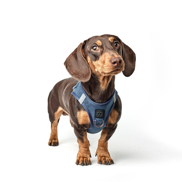 Dogistry SoHo Dog Harness in Denim