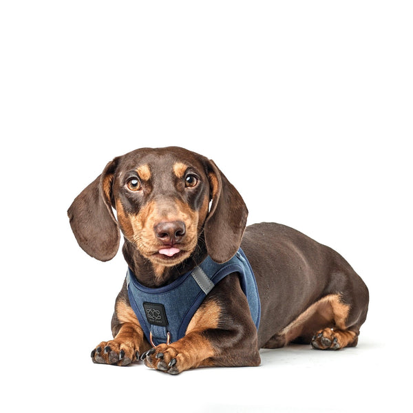 Dogistry 3-in-1 City Dog Leash