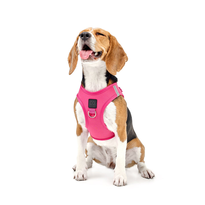 designer dog leashes and collars, designer dog collar and leash, pet accessories designer, fancy harness for dogs, luxury dog harness, fancy dog stuff, pet accessories designer, stylish dog leash
