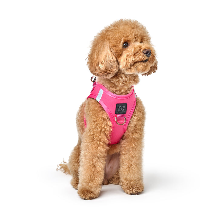 designer dog leashes and collars, designer dog collar and leash, pet accessories designer, fancy harness for dogs, luxury dog harness, fancy dog stuff, pet accessories designer, stylish dog leash