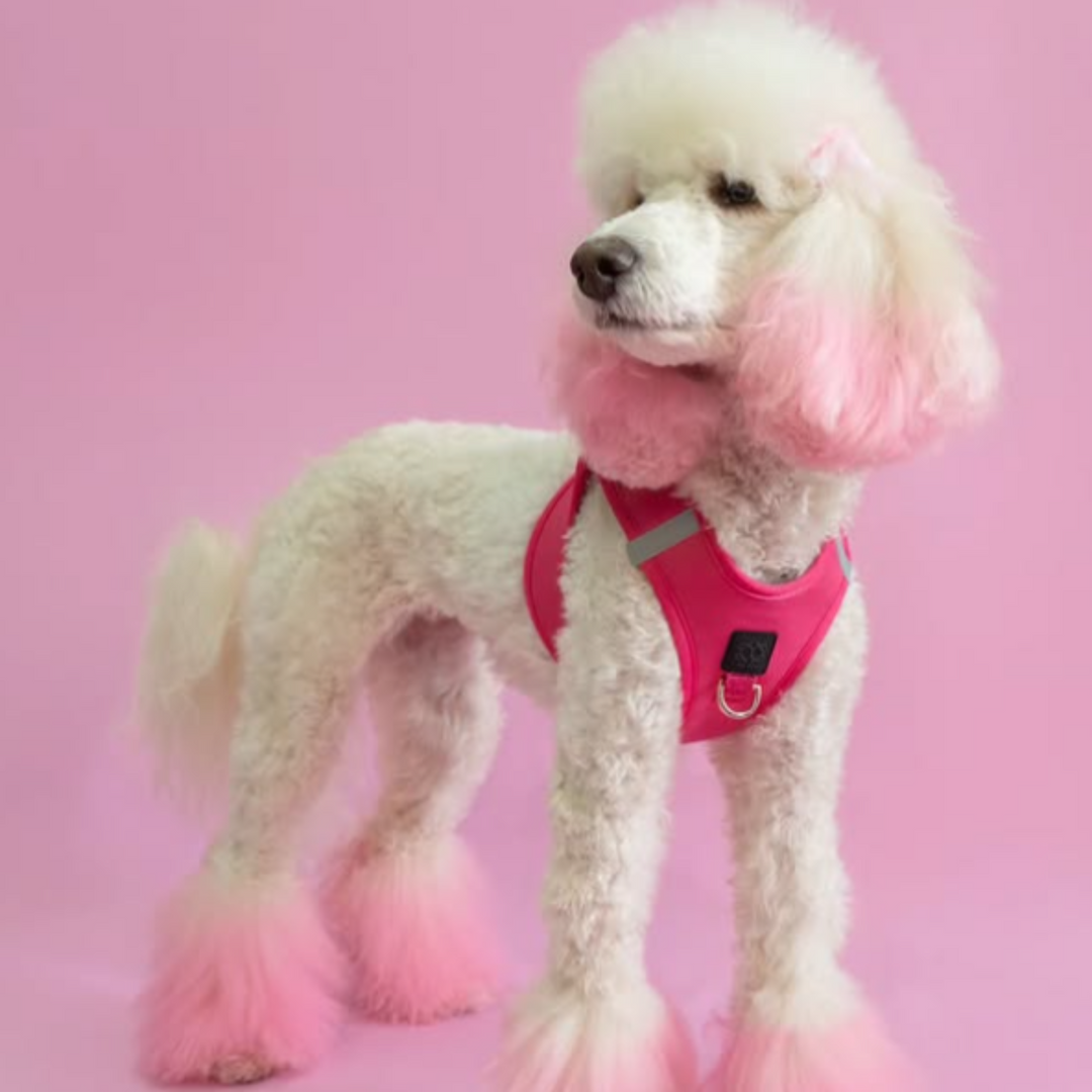 designer dog leashes and collars, designer dog collar and leash, pet accessories designer, fancy harness for dogs, luxury dog harness, fancy dog stuff, pet accessories designer, stylish dog leash