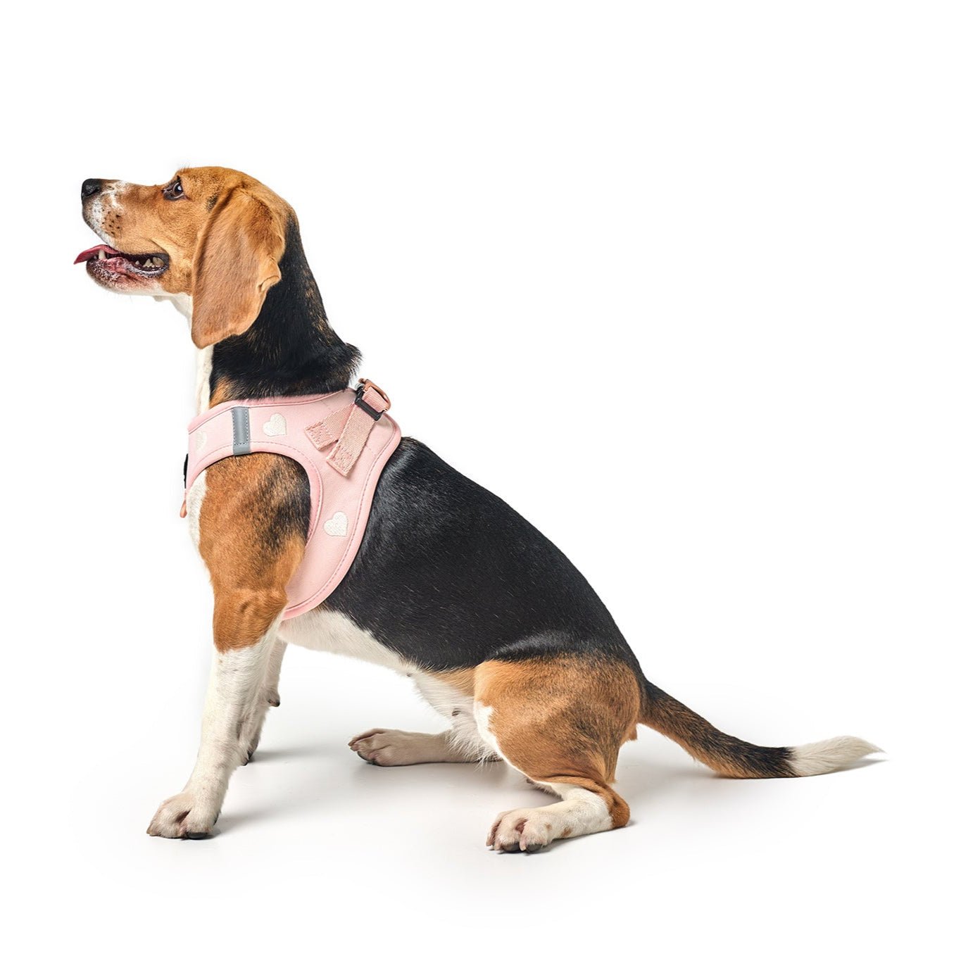 petco leashes and collars