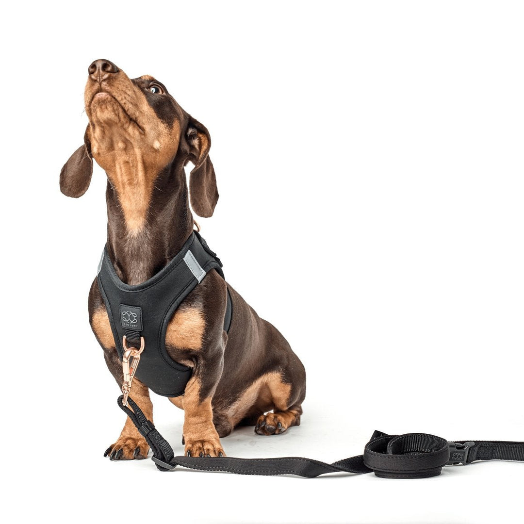 designer dog leashes and collars, designer dog collar and leash, pet accessories designer, fancy harness for dogs, luxury dog harness, fancy dog stuff, pet accessories designer, stylish dog leash