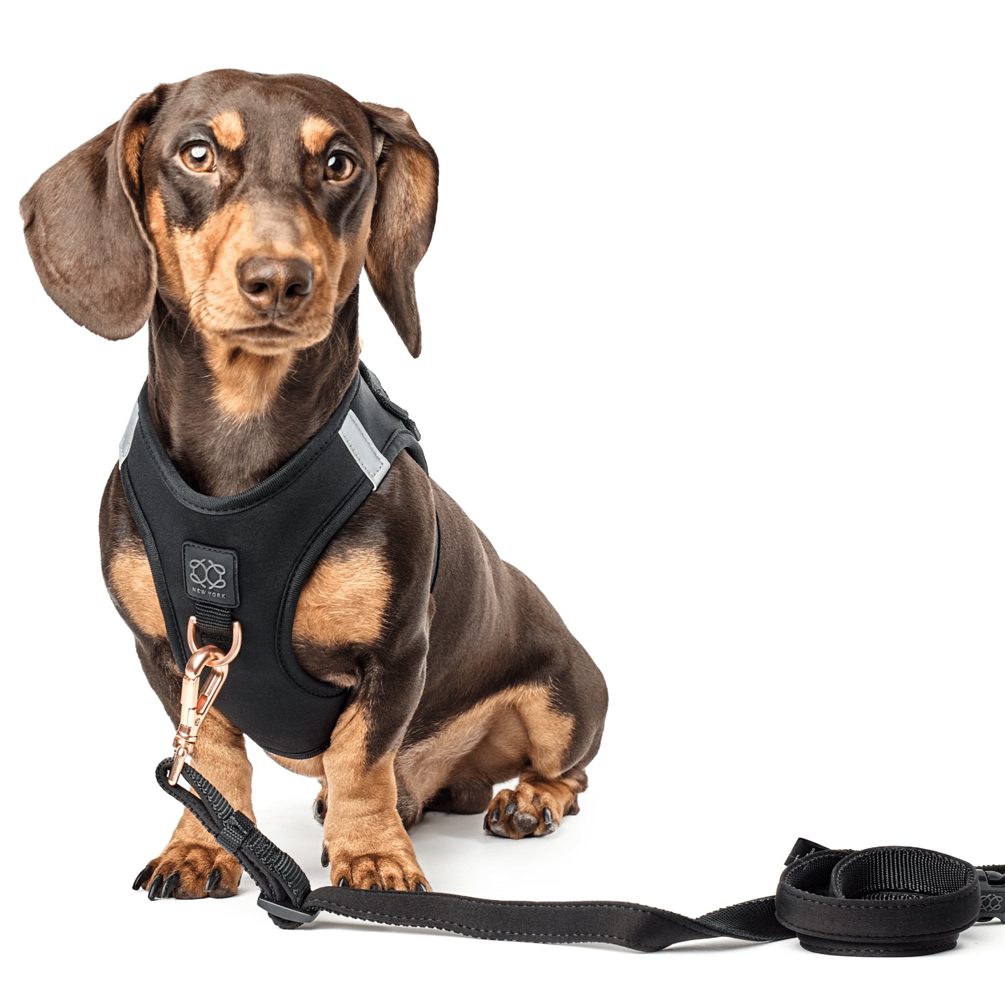 petco leashes and collars