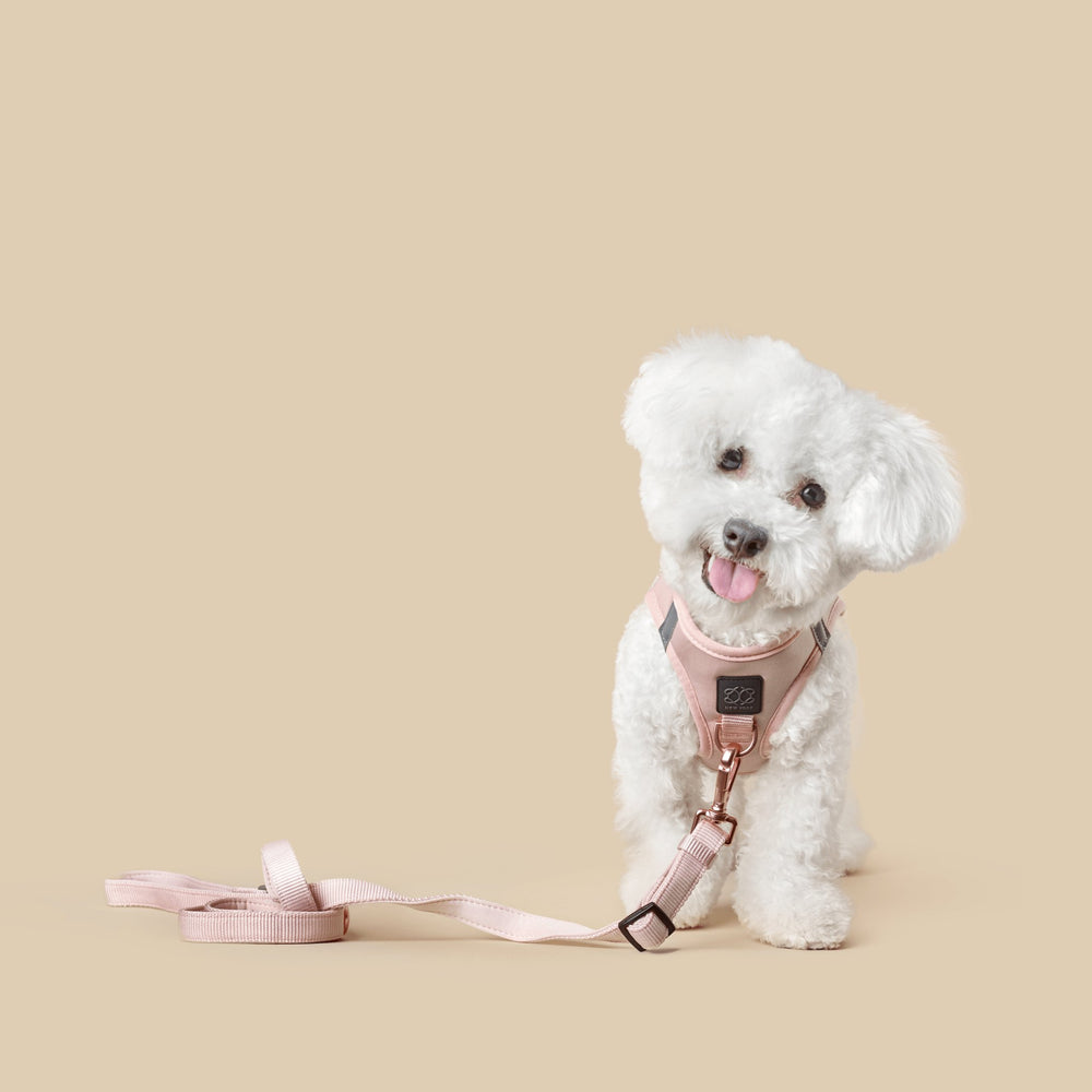 Dogistry™