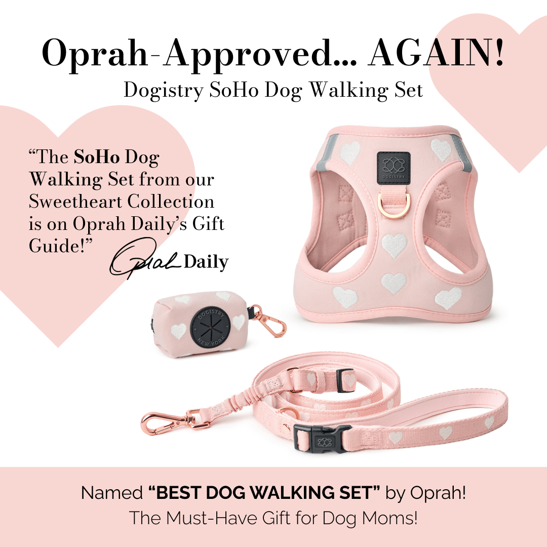 designer dog leashes and collars, designer dog collar and leash, pet accessories designer, fancy harness for dogs, luxury dog harness, fancy dog stuff, pet accessories designer, stylish dog leash