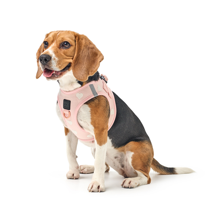 designer dog leashes and collars, designer dog collar and leash, pet accessories designer, fancy harness for dogs, luxury dog harness, fancy dog stuff, pet accessories designer, stylish dog leash