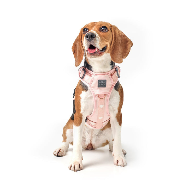 designer dog leashes and collars, designer dog collar and leash, pet accessories designer, fancy harness for dogs, luxury dog harness, fancy dog stuff, pet accessories designer, stylish dog leash