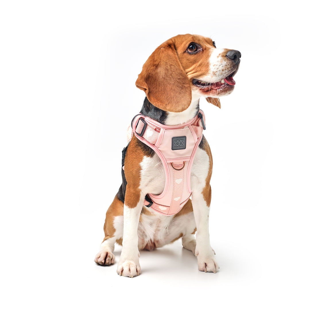 designer dog leashes and collars, designer dog collar and leash, pet accessories designer, fancy harness for dogs, luxury dog harness, fancy dog stuff, pet accessories designer, stylish dog leash