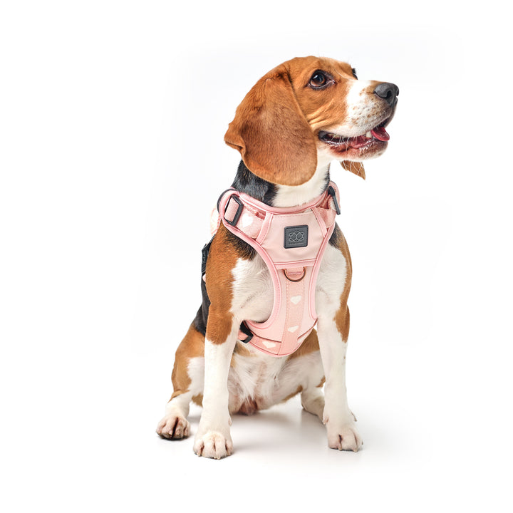 designer dog leashes and collars, designer dog collar and leash, pet accessories designer, fancy harness for dogs, luxury dog harness, fancy dog stuff, pet accessories designer, stylish dog leash