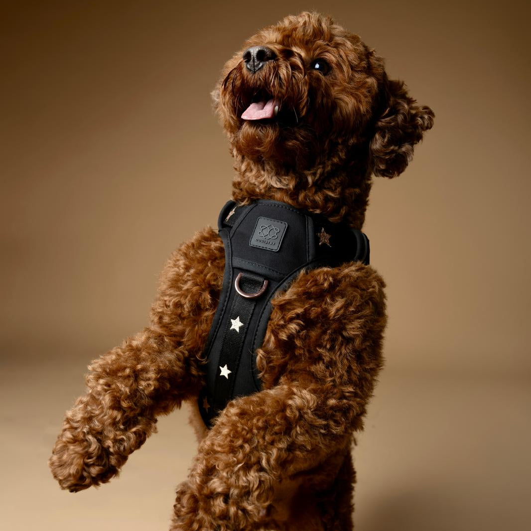 NoMad Adjustable Dog Walking Set - Rockstar