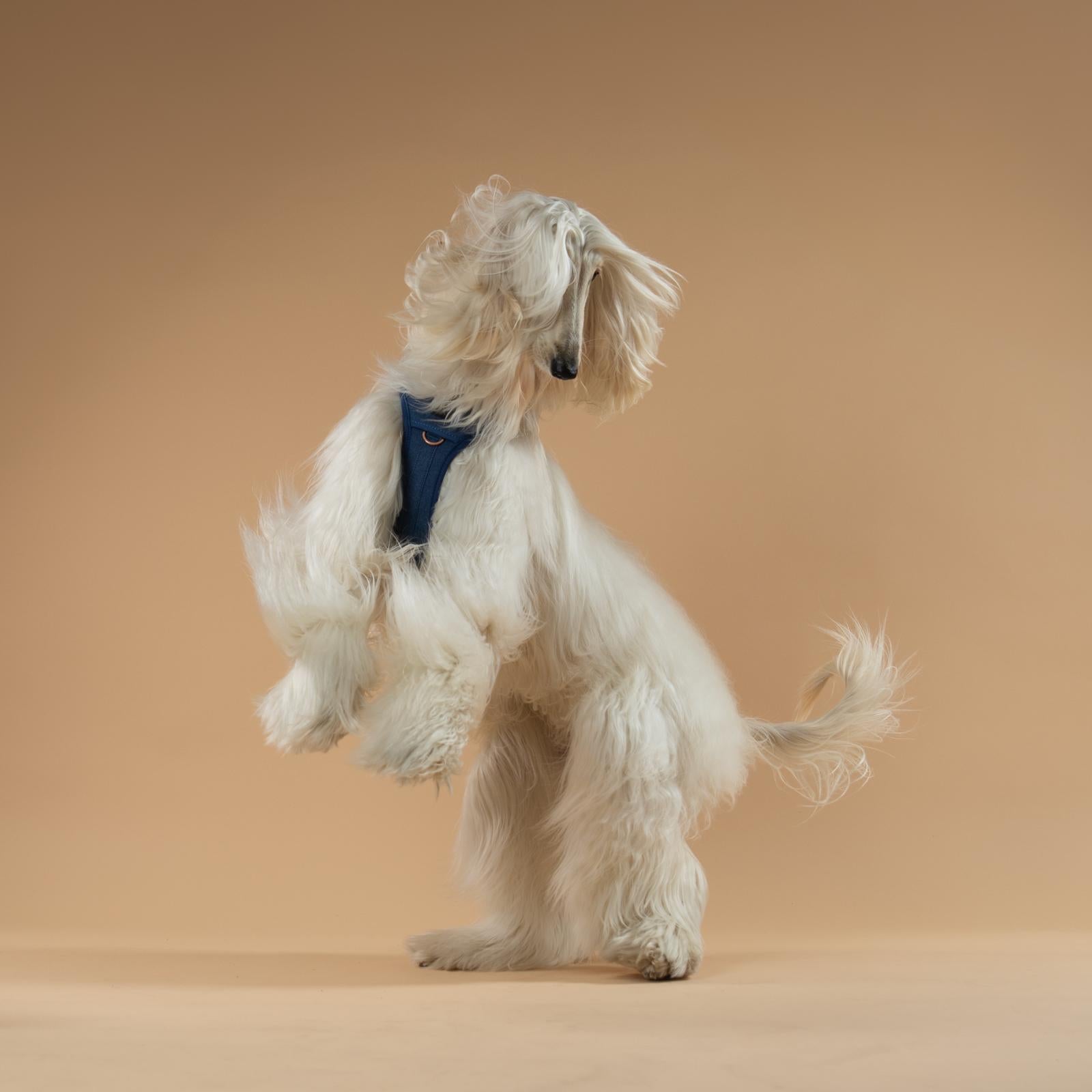 The NoMad Adjustable Luxe Harness - Denim