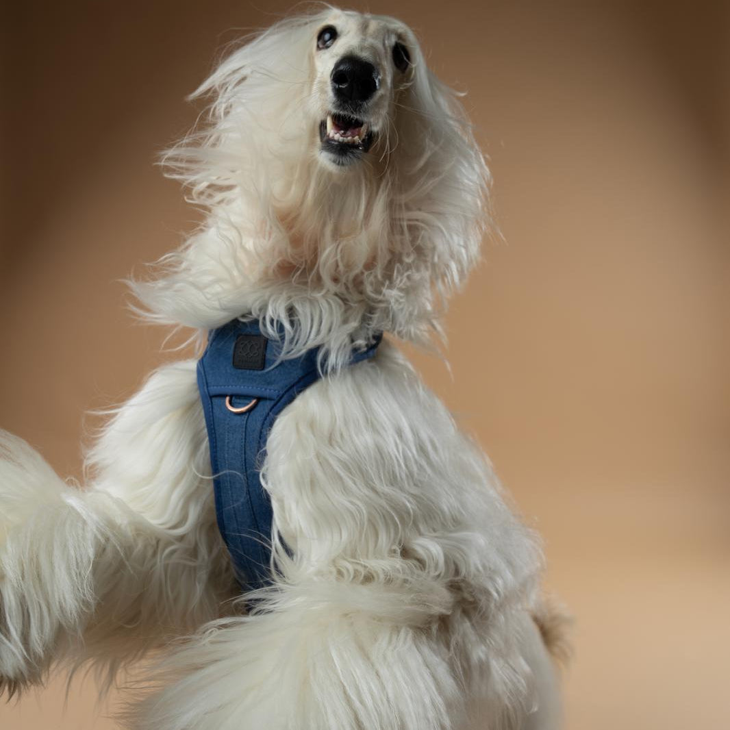 The NoMad Adjustable Luxe Harness - Denim