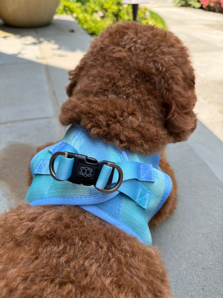 designer dog leashes and collars, designer dog collar and leash, pet accessories designer, fancy harness for dogs, luxury dog harness, fancy dog stuff, pet accessories designer, stylish dog leash