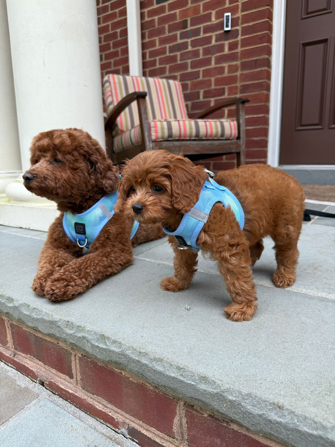 designer dog leashes and collars, designer dog collar and leash, pet accessories designer, fancy harness for dogs, luxury dog harness, fancy dog stuff, pet accessories designer, stylish dog leash