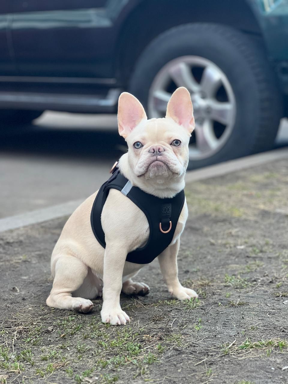 designer dog leashes and collars, designer dog collar and leash, pet accessories designer, fancy harness for dogs, luxury dog harness, fancy dog stuff, pet accessories designer, stylish dog leash