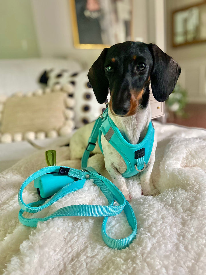 designer dog leashes and collars, designer dog collar and leash, pet accessories designer, fancy harness for dogs, luxury dog harness, fancy dog stuff, pet accessories designer, stylish dog leash