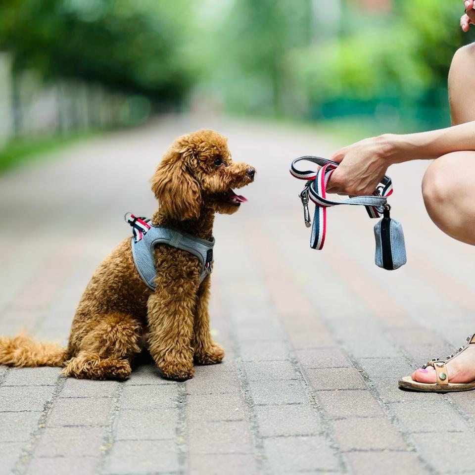 City Dog Leash - Champion Gray