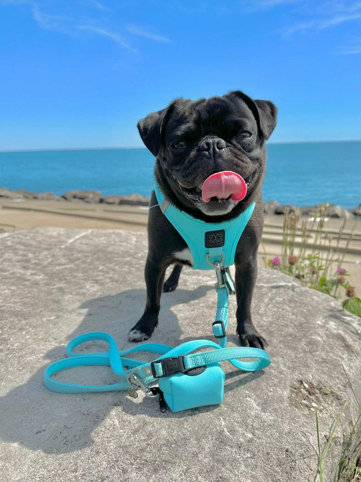 designer dog leashes and collars, designer dog collar and leash, pet accessories designer, fancy harness for dogs, luxury dog harness, fancy dog stuff, pet accessories designer, stylish dog leash