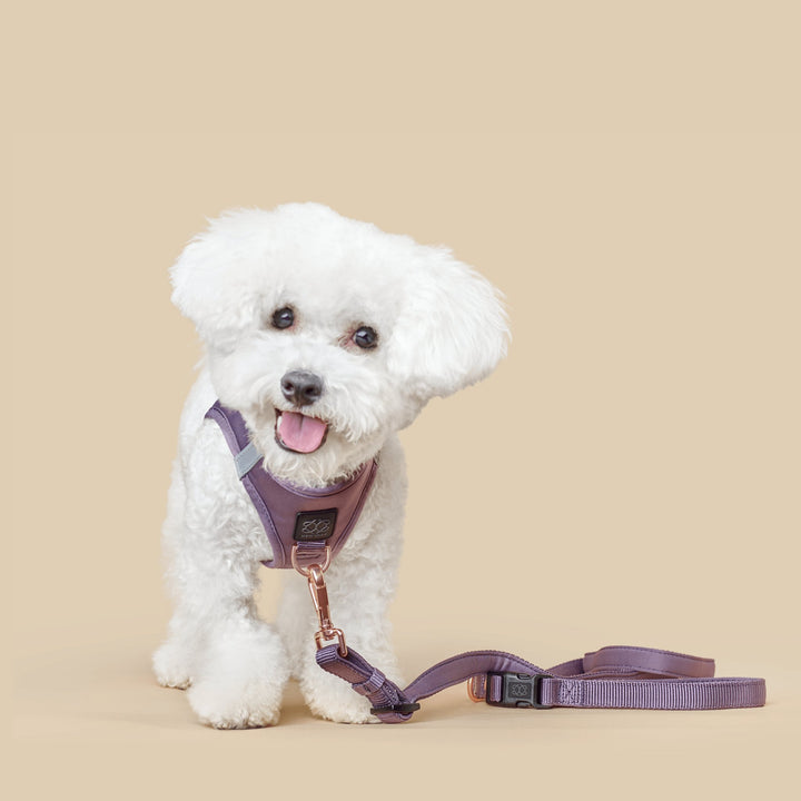 designer dog leashes and collars, designer dog collar and leash, pet accessories designer, fancy harness for dogs, luxury dog harness, fancy dog stuff, pet accessories designer, stylish dog leash