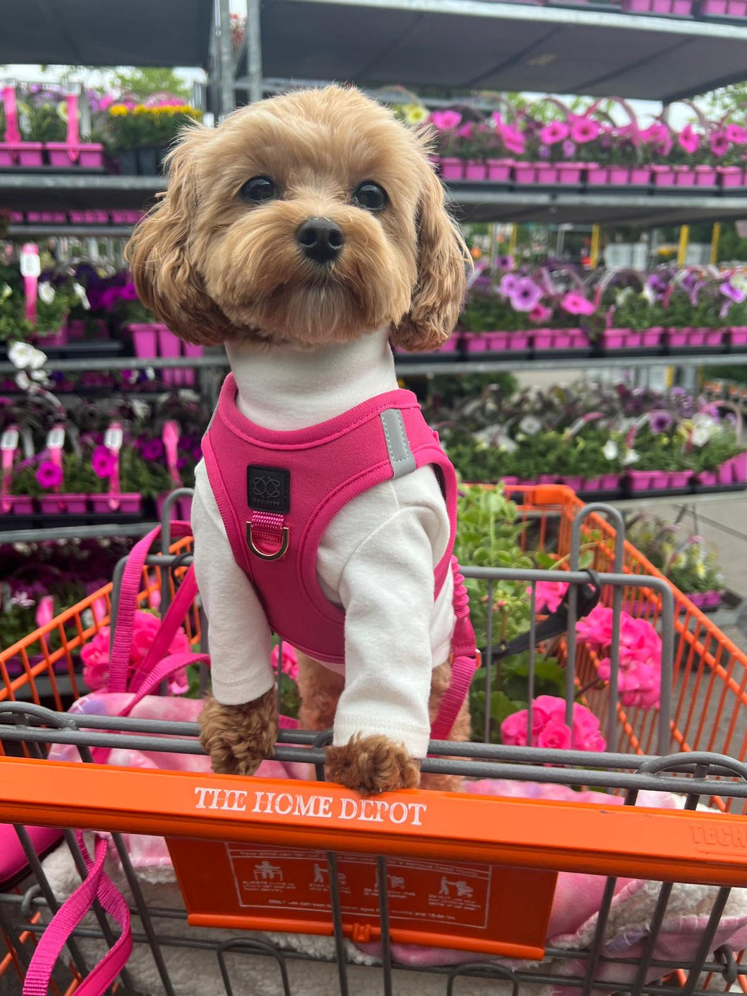 designer dog leashes and collars, designer dog collar and leash, pet accessories designer, fancy harness for dogs, luxury dog harness, fancy dog stuff, pet accessories designer, stylish dog leash
