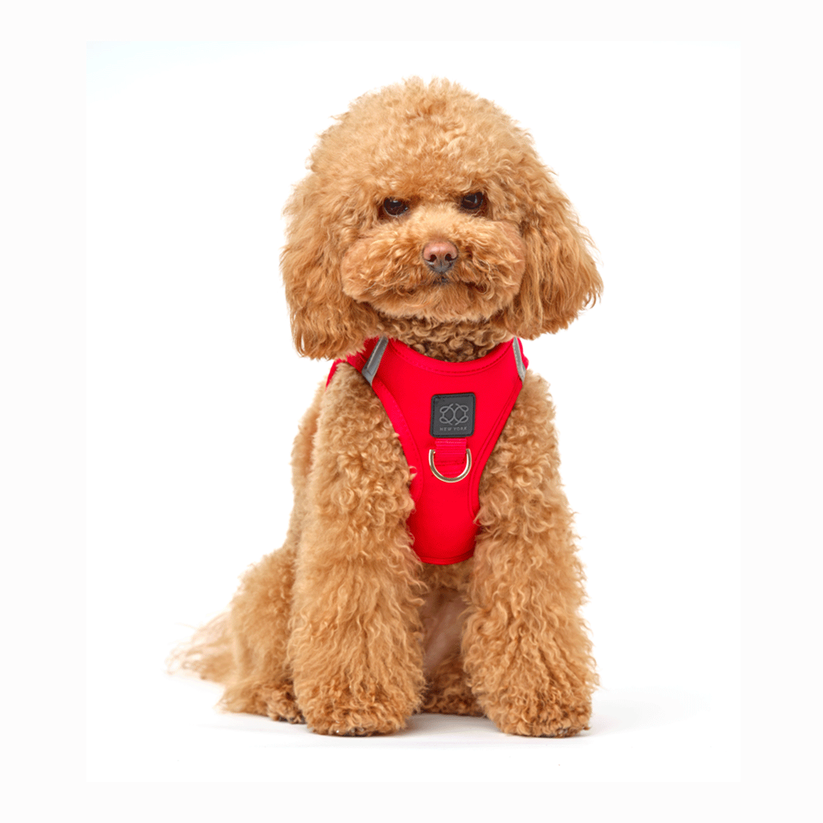 designer dog leashes and collars, designer dog collar and leash, pet accessories designer, fancy harness for dogs, luxury dog harness, fancy dog stuff, pet accessories designer, stylish dog leash