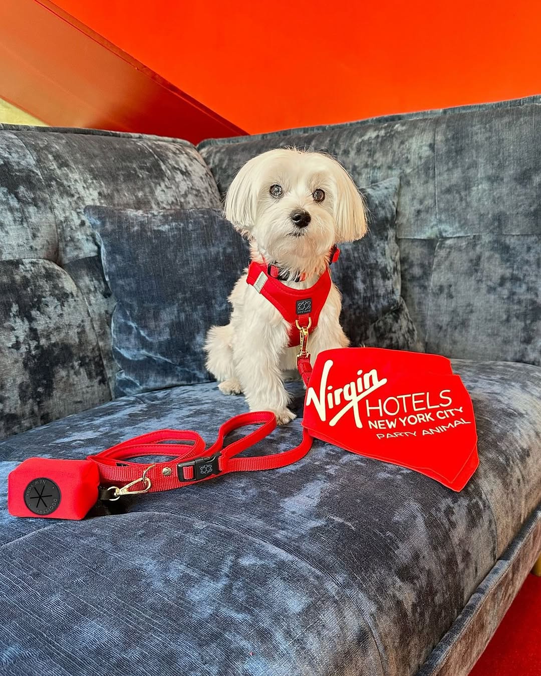 designer dog leashes and collars, designer dog collar and leash, pet accessories designer, fancy harness for dogs, luxury dog harness, fancy dog stuff, pet accessories designer, stylish dog leash