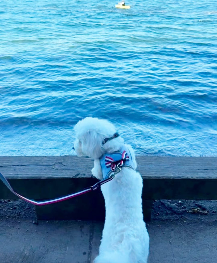 designer dog leashes and collars, designer dog collar and leash, pet accessories designer, fancy harness for dogs, luxury dog harness, fancy dog stuff, pet accessories designer, stylish dog leash