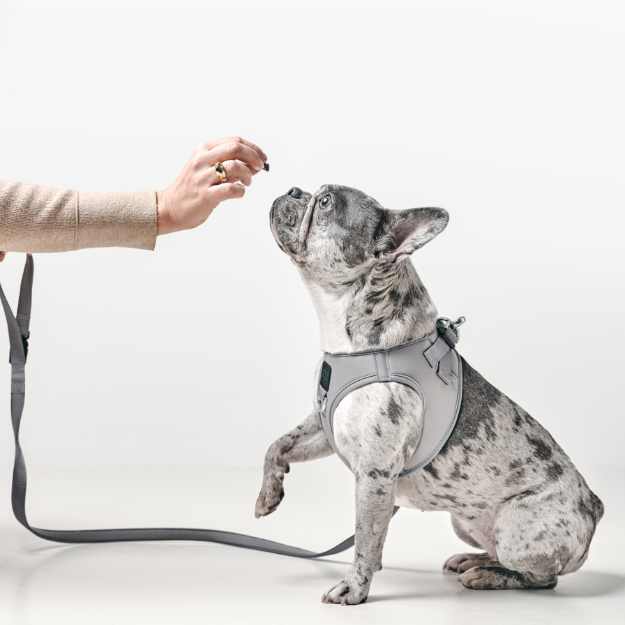 designer dog leashes and collars, designer dog collar and leash, pet accessories designer, fancy harness for dogs, luxury dog harness, fancy dog stuff, pet accessories designer, stylish dog leash