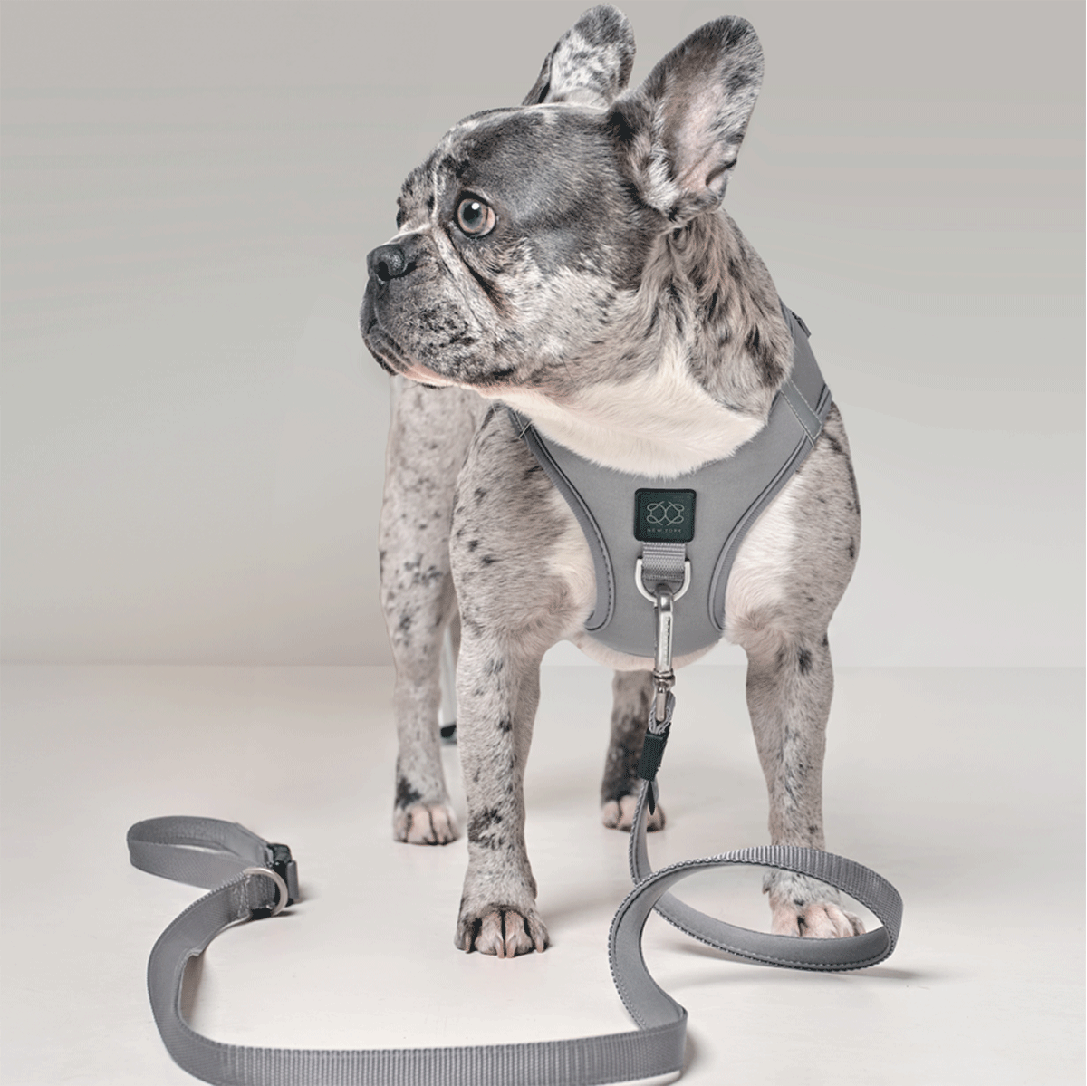 designer dog leashes and collars, designer dog collar and leash, pet accessories designer, fancy harness for dogs, luxury dog harness, fancy dog stuff, pet accessories designer, stylish dog leash